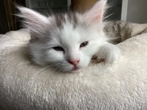 Reinrassige Maine Coon XXL Kitten Kätzchen Katzen Babys sanfte Riesen Bild 9