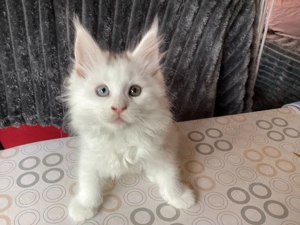 Reinrassige Maine Coon XXL Kitten Kätzchen Katzen Babys sanfte Riesen Bild 5
