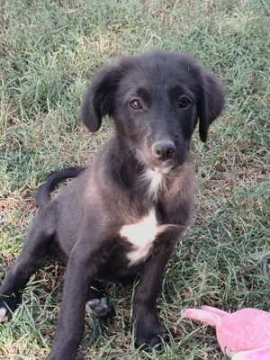 Kate ein liebes Mädchen 