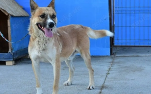 Vorsichtiger Coju sucht ein Herz, das ihn versteht