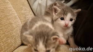 russisch blau mix babys