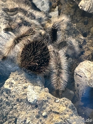 Vogelspinnen  Bild 2