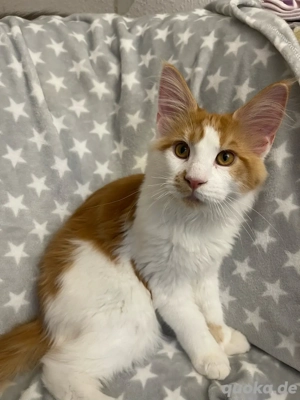 Süßer Maine Coon Kater abzugeben ! Bild 2 Süßer Maine Coon Kater abzugeben ! Bild 2