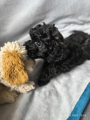 *Bereit für neue Abenteuer* Bollipoo* Bolonka Zwetna+ Toy Zwergpudel**