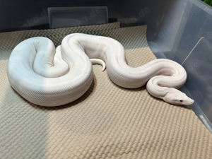 1,0 Super Fire  Boa constrictor 