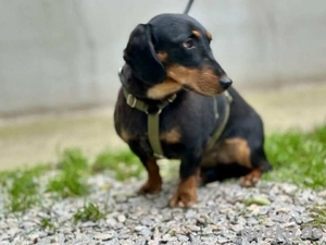     Fenja sucht geduldige Menschen    