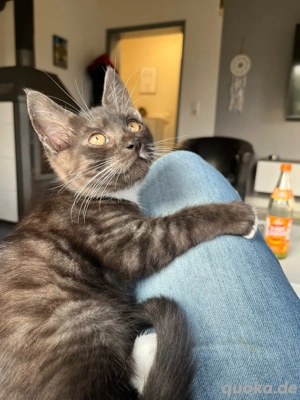 Maine Coon Mix Kitten Bild 3