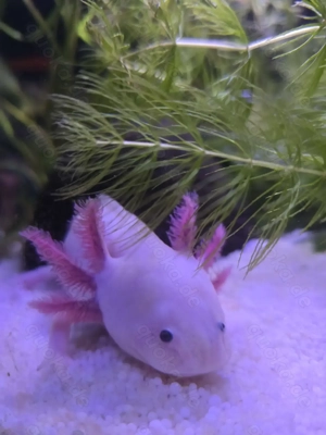 Axolotl suchen ein Zuhause 