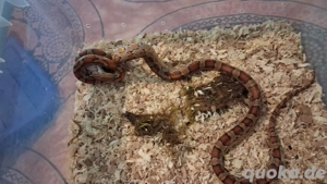 schöne kornnatter (0.1,weiblich)futerfest