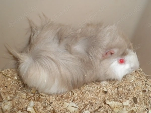 div. Meerschweinchen  Buben abzugeben