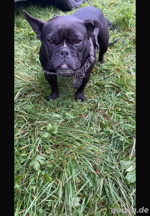 Liebevolle Hunde dame 