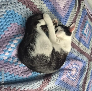 Junger Kater sucht ein neues Zuhause 