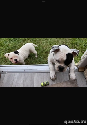Auch ein liebevoller Bullterrier herzugeben Welpe