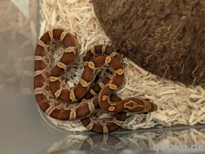 2.0 het. Palmetto Kornnatter Babys