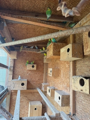 wellensitiche zum verkaufen, tauschen möglich mit diamant tauben !