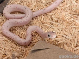 0.0.7 Palmetto & het. Palmetto Kornnatter Babys