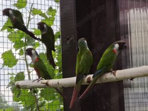 Salvadori Weißohrsittiche