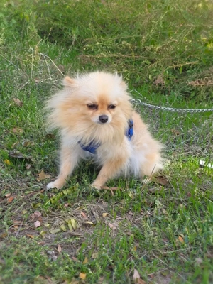 Pomeranien Banu sucht Körbchen 