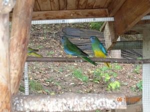 Junge Glanzsittiche zuverkaufen