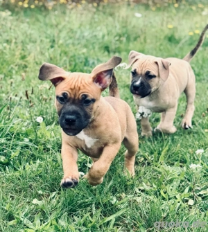 goldige American Bully Classic Damen suchen ihr Königreich auf Lebenszeit!