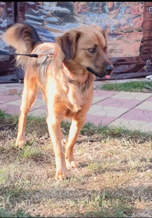 Niko ein toller Familienhund 