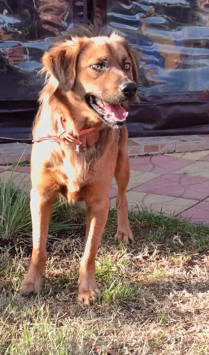 Niko ein toller Familienhund 