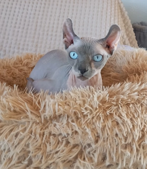Kanadischer Deckkater Sphynx-Elf 
