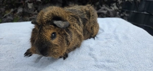 kastrierte Meerschweinchen Cuy Böcke abzugeben