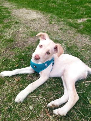 Viktoria eine verschmuste Hündin