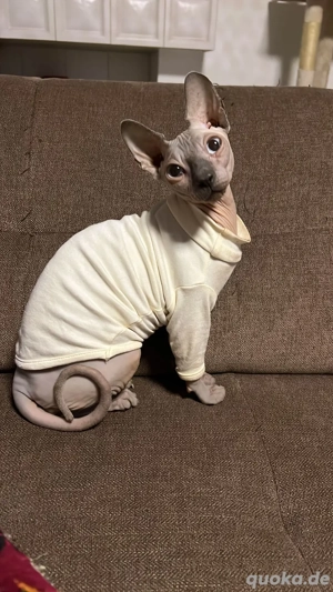 sphynx katze 
