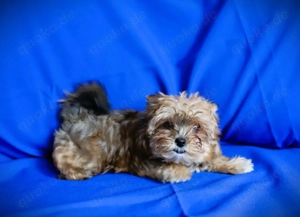 Yorkshire Terrier Welpe (Hündin)  Bild 2