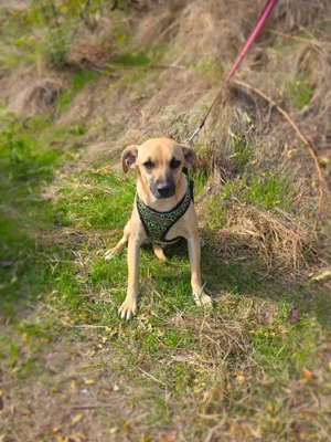 Balou sucht ein Zuhause