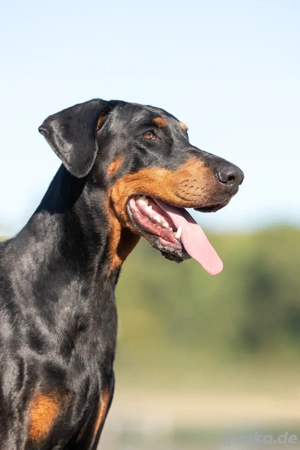 Dobermann Welpen mit FCI Abstammungsnachweis