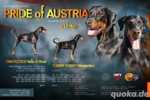 Dobermann Welpen mit FCI Abstammungsnachweis