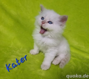 Reinrassige sibirische und Neva Masquarade Kitten 