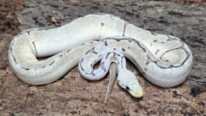 1,0 Python regius, Königspython "Bumble bee Clown" DNZ 2024 