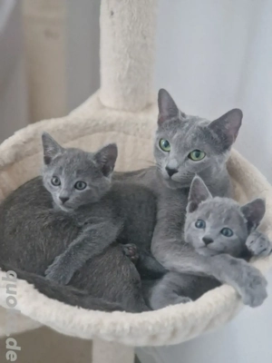 Russisch blaue Kitten