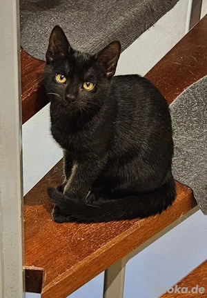 1 Schwarze Babykatze (30 EUR)