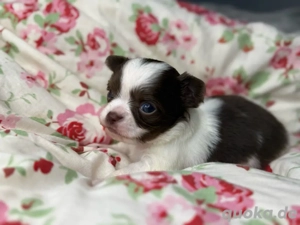 Chihuahua Welpen langhaar