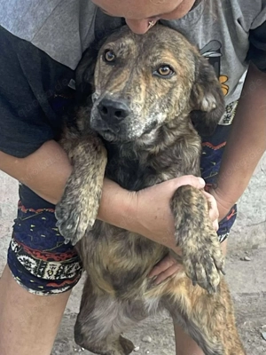 Verliebt in Ginger - gestromte Schönheit sucht ihre Familie für immer