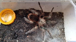 Farbenfrohe und seltene Vogelspinnen zum Versand ab Marz