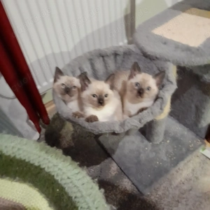 4 Baby Katze geboren 3Mädchen +1junge