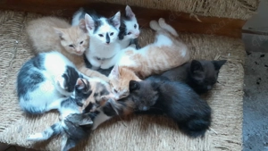 Junge Katzen abzugeben 
