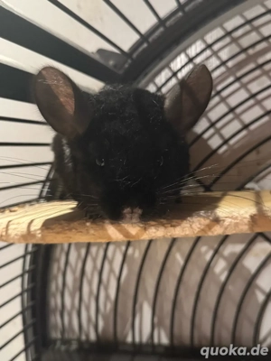    Zwei süße Chinchilla-Geschwister abzugeben   