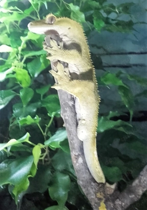 Kronengecko, Correlophus ciliatus