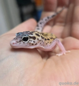Leopardgecko weibchen Ghost eclipse het.tremper 