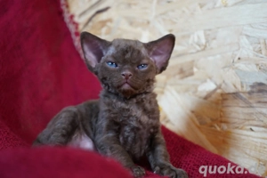 sehr schöne Babys, Devon Rex. 