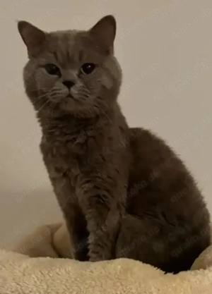 Bkh Kater Reinrassig 