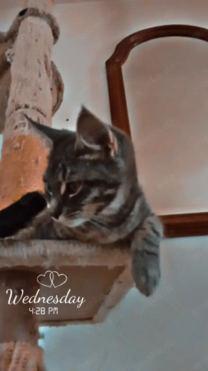 Kurzhaar Mix Maine coon kitten 12 Wochen alt 