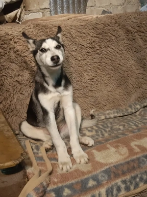 Yukon kämpfte und ist nun gesund